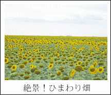 絶景!ひまわり畑
