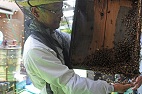 素手でミツバチをキャッチ!