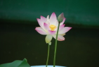 @̉