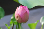 sN̂ڂ݂ӂށi7/9j