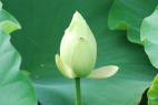 ڂ݂ӂށi7/7j