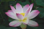 大きな花(7/6)