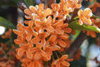 キンモクセイの花