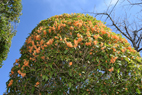花アップ