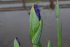 ڂ
