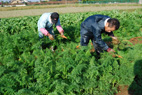 1本1本丁寧に