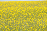 菜の花畑