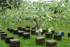 リンゴ畑の巣箱